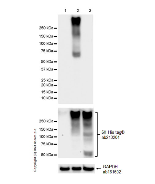 Western blot - Anti-Serotonin transporter antibody [EPR26259-61] (ab308443), expandable thumbnail