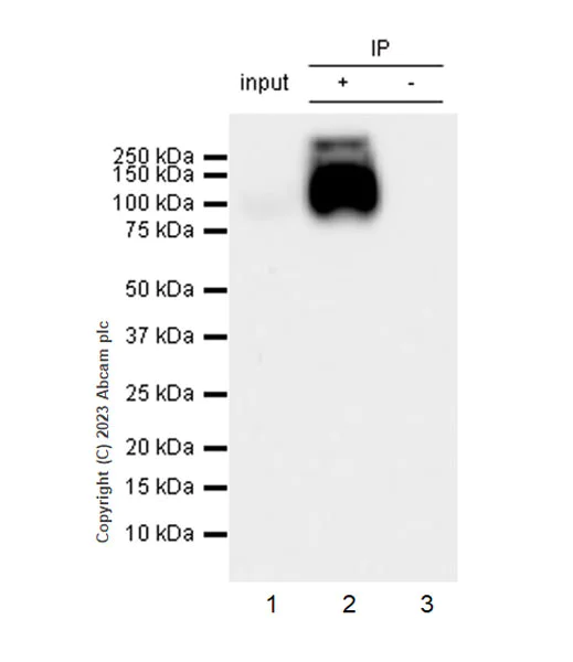 Immunoprecipitation - Anti-Serotonin transporter antibody [EPR26259-61] - BSA and Azide free (AB308444)