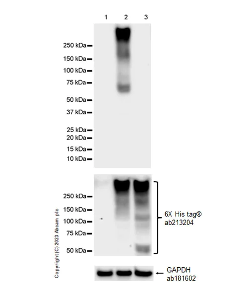 Western blot - Anti-Serotonin transporter antibody [EPR26259-61] - BSA and Azide free (AB308444)