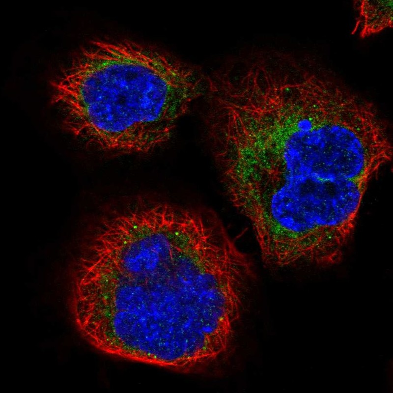 Immunocytochemistry/ Immunofluorescence - Anti-SERP1 antibody (AB254839), expandable thumbnail