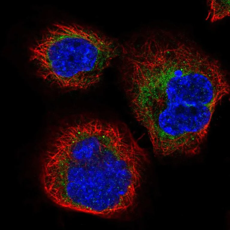 Immunocytochemistry/ Immunofluorescence - Anti-SERP1 antibody (AB254839)