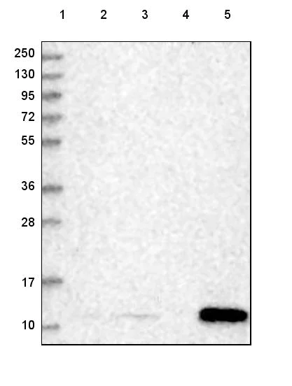 Western blot - Anti-SERP1 antibody (AB254839)