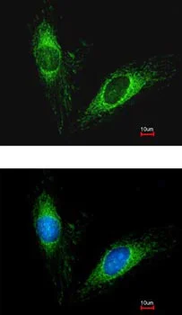 Immunocytochemistry/ Immunofluorescence - Anti-Serpin A5 antibody (AB154275)