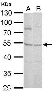 Western blot - Anti-Serpin A5 antibody (AB154275), expandable thumbnail
