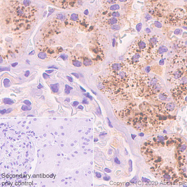Immunohistochemistry (Formalin/PFA-fixed paraffin-embedded sections) - Anti-Serpin A5 antibody [EPR23337-112] (AB270451)