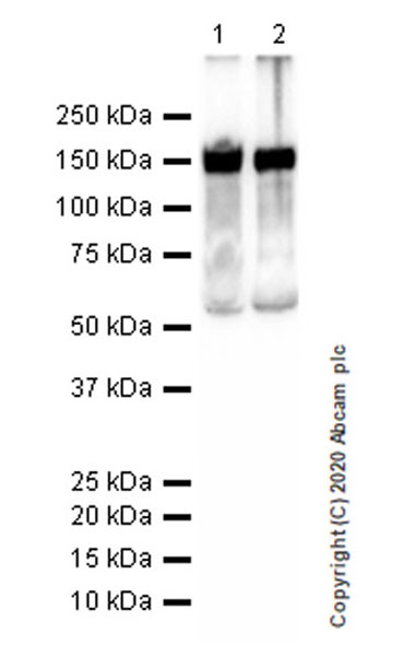 Western blot - Anti-Serpin A5 antibody [EPR23337-112] (AB270451), expandable thumbnail