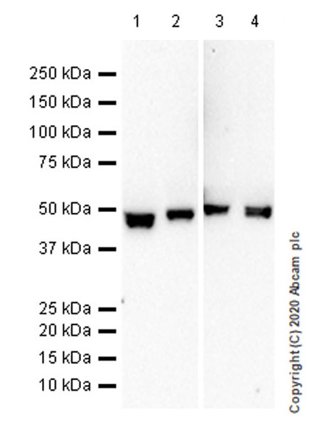 Western blot - Anti-Serpin A5 antibody [EPR23337-112] (AB270451), expandable thumbnail