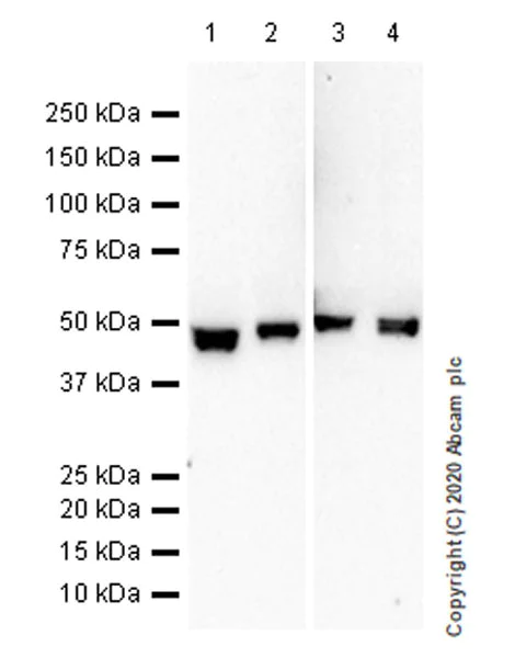 Western blot - Anti-Serpin A5 antibody [EPR23337-112] (AB270451)