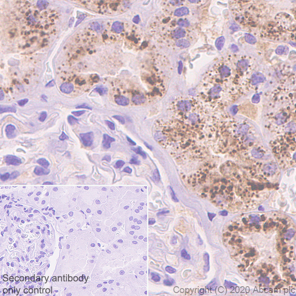 Immunohistochemistry (Formalin/PFA-fixed paraffin-embedded sections) - Anti-Serpin A5 antibody [EPR23337-112] - BSA and Azide free (AB272396)