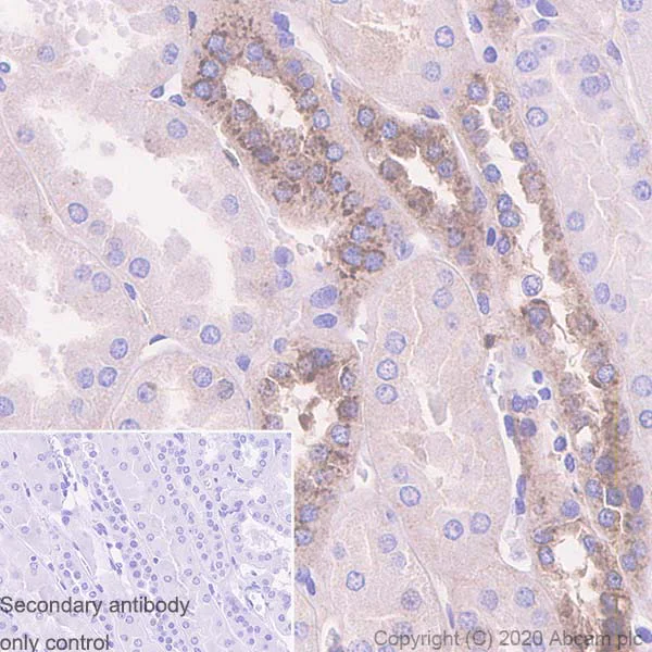 Immunohistochemistry (Formalin/PFA-fixed paraffin-embedded sections) - Anti-Serpin A5 antibody [EPR23337-69] (AB270450)