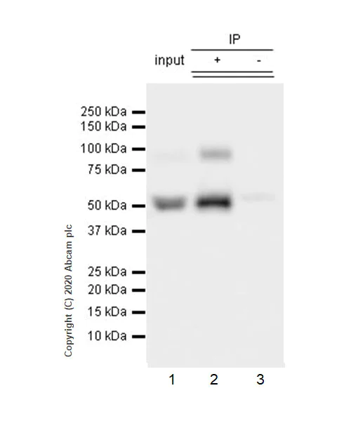 Immunoprecipitation - Anti-Serpin A5 antibody [EPR23337-69] (AB270450)