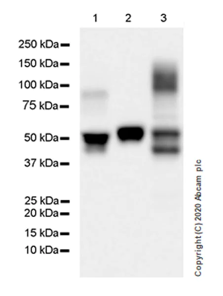 Western blot - Anti-Serpin A5 antibody [EPR23337-69] (AB270450)