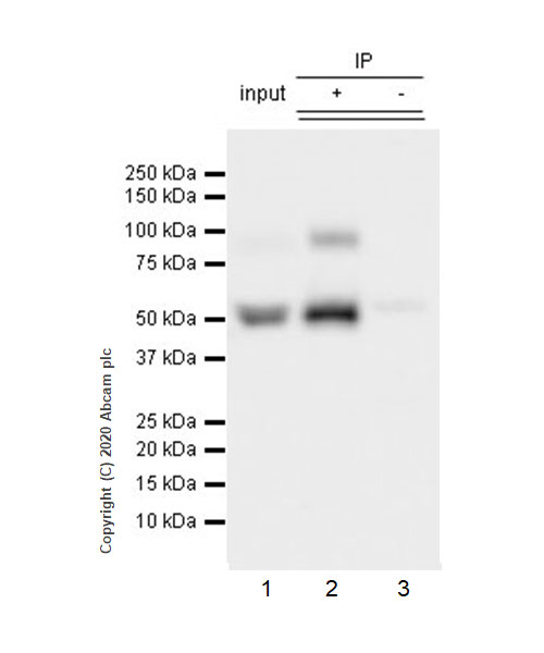 Immunoprecipitation - Anti-Serpin A5 antibody [EPR23337-69] - BSA and Azide free (AB272222), expandable thumbnail