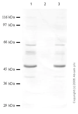 Western blot - Anti-SERPINB1/PI2 antibody (AB47731)