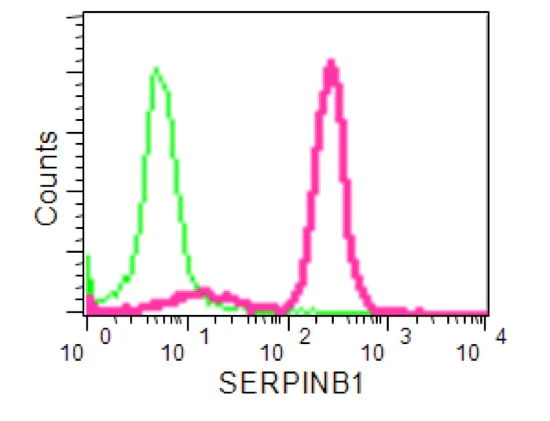 Flow Cytometry (Intracellular) - Anti-SERPINB1/PI2 antibody [EPR13299] - BSA and Azide free (AB251019)