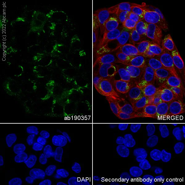 Immunocytochemistry/ Immunofluorescence - Anti-SERPINB1/PI2 antibody [EPR13299] - BSA and Azide free (AB251019)