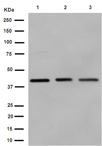 Western blot - Anti-SERPINB1/PI2 antibody [EPR13299] - BSA and Azide free (AB251019)