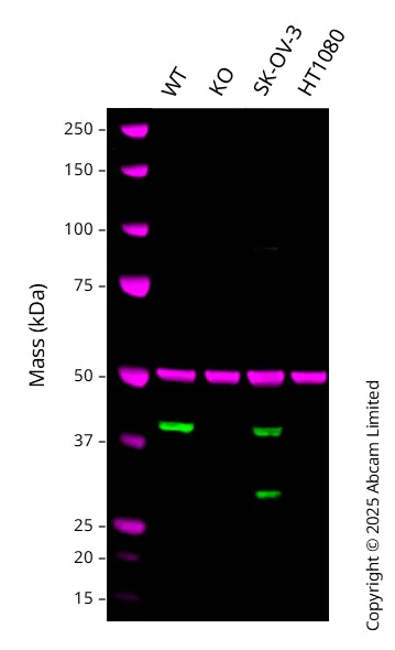 Western blot - Anti-SERPINB1/PI2 antibody [EPR13299] - BSA and Azide free (AB251019)
