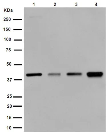Western blot - Anti-SERPINB1/PI2 antibody [EPR13299] - BSA and Azide free (AB251019)
