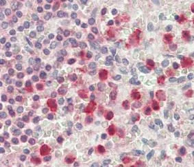 Immunohistochemistry (Formalin/PFA-fixed paraffin-embedded sections) - Anti-SERPINB1/PI2 antibody - Membrane Vesicle Marker (AB195969)