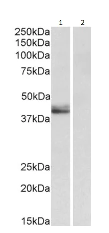 Western blot - Anti-SERPINB1/PI2 antibody - Membrane Vesicle Marker (AB195969)