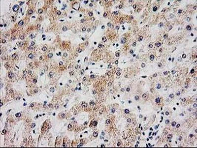 Immunohistochemistry (Formalin/PFA-fixed paraffin-embedded sections) - Anti-SERPINB13 antibody [OTI2B6] (AB236412)