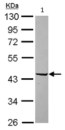 Western blot - Anti-SerpinB2/PAI-2 antibody (AB137588)