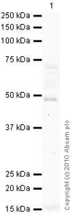Western blot - Anti-SerpinB2/PAI-2 antibody (AB47742)