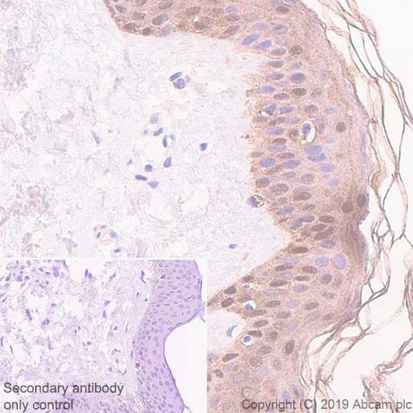 Immunohistochemistry (Formalin/PFA-fixed paraffin-embedded sections) - Anti-SerpinB2/PAI-2 antibody [EPR22924-56] (AB267463)