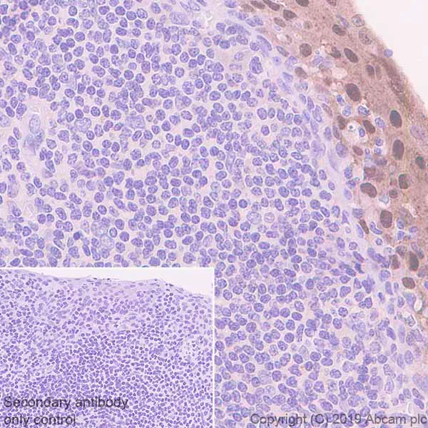 Immunohistochemistry (Formalin/PFA-fixed paraffin-embedded sections) - Anti-SerpinB2/PAI-2 antibody [EPR22924-56] (AB267463)