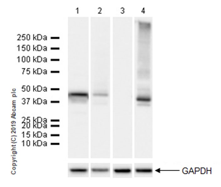 Western blot - Anti-SerpinB2/PAI-2 antibody [EPR22924-56] (AB267463), expandable thumbnail