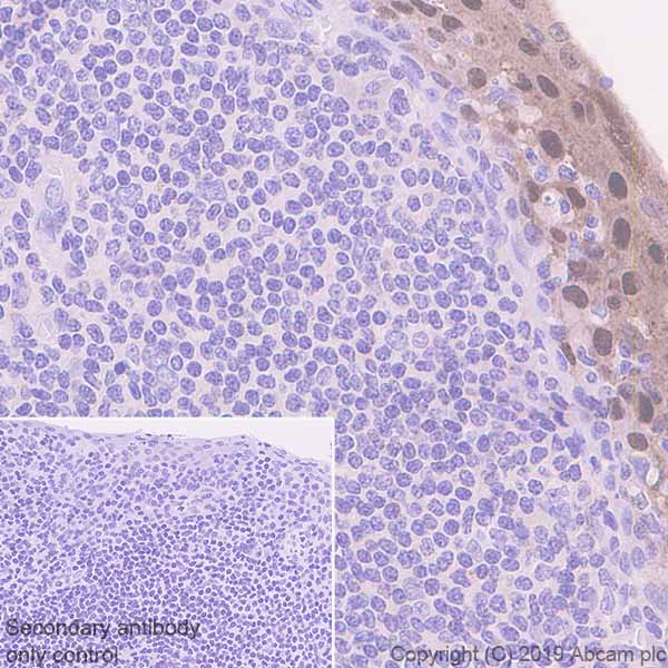 Immunohistochemistry (Formalin/PFA-fixed paraffin-embedded sections) - Anti-SerpinB2/PAI-2 antibody [EPR22924-56] - BSA and Azide free (AB269368)