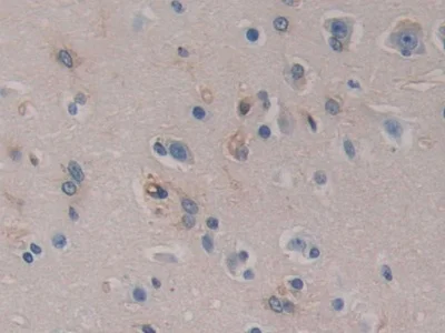 Immunohistochemistry (Formalin/PFA-fixed paraffin-embedded sections) - Anti-SerpinB6/CAP antibody (AB233229)