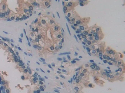 Immunohistochemistry (Formalin/PFA-fixed paraffin-embedded sections) - Anti-SerpinB6/CAP antibody (AB233229)