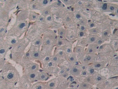 Immunohistochemistry (Formalin/PFA-fixed paraffin-embedded sections) - Anti-SerpinB6/CAP antibody (AB233229)