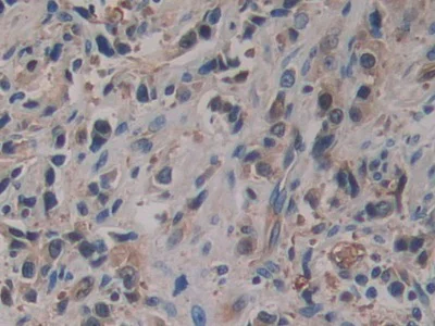 Immunohistochemistry (Formalin/PFA-fixed paraffin-embedded sections) - Anti-SerpinB6/CAP antibody (AB233229)