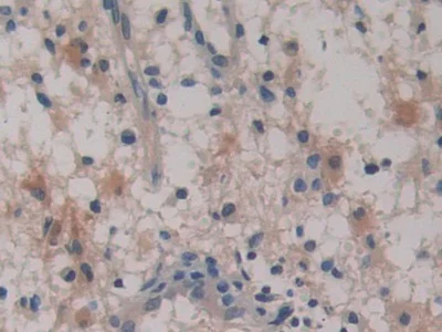 Immunohistochemistry (Formalin/PFA-fixed paraffin-embedded sections) - Anti-SerpinB6/CAP antibody (AB233229)