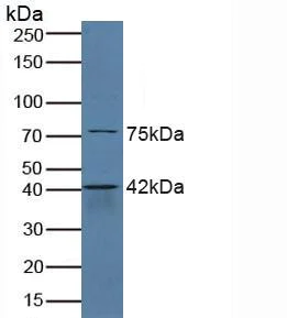 Western blot - Anti-SerpinB6/CAP antibody (AB233229)