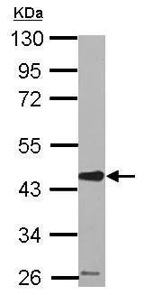 Western blot - Anti-SERPINE2/PN-1 antibody (AB154591)