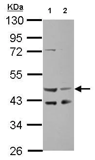 Western blot - Anti-SERPINE2/PN-1 antibody (AB154591)