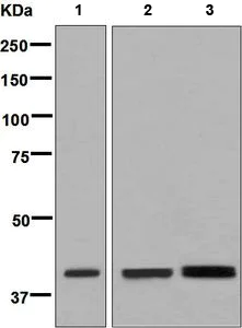 Western blot - Anti-SERPINE2/PN-1 antibody [EPR8776] - BSA and Azide free (AB248719)