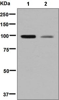 Western blot - Anti-SERPING1 antibody [EPR8015] - BSA and Azide free (AB248728), expandable thumbnail
