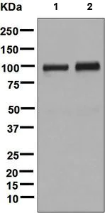 Western blot - Anti-SERPING1 antibody [EPR8016] - BSA and Azide free (AB248726)