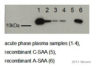 Western blot - Anti-Serum Amyloid A antibody [115] (AB687)