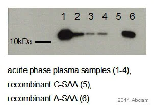 Western blot - Anti-Serum Amyloid A antibody [115] (AB687)