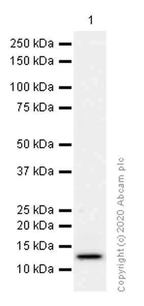 Western blot - Anti-Serum Amyloid A antibody [EP11592-92] - BSA and Azide free (AB235995)