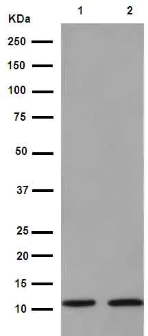 Western blot - Anti-Serum Amyloid A antibody [EPR11592-129] - BSA and Azide free (AB251043)