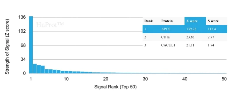 Protein Array - Anti-Serum Amyloid P/SAP antibody [APCS/3240] (AB268071)