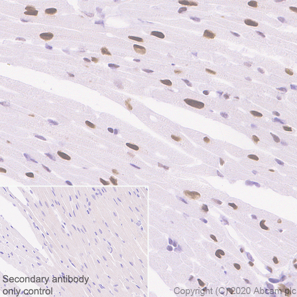 Immunohistochemistry (Formalin/PFA-fixed paraffin-embedded sections) - Anti-Serum Response Factor SRF antibody [2C5] - BSA and Azide free (ab255871), expandable thumbnail