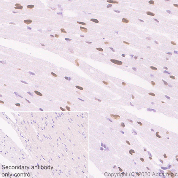 Immunohistochemistry (Formalin/PFA-fixed paraffin-embedded sections) - Anti-Serum Response Factor SRF antibody [2C5] - BSA and Azide free (AB255871)